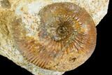 Cretaceous Ammonite Fossil - Boulemane, Morocco #122428-1